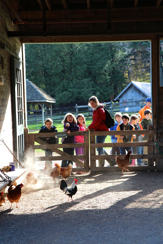 This photo looks like it was taken from the inside of a barn, looking out. Behind a low wood fence, seven children around the age of elementary school age look at the three orange chickens running around in the barn. There is a teacher in a red jacket with a black backpack in the center of the frame also watching the chickens. In the background are trees and two wooden sheds. 