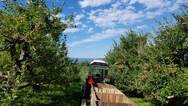 A small tractor pulls a couple wooden crates between two rows of apple trees. There is a blue sky with a smattering of white clouds.